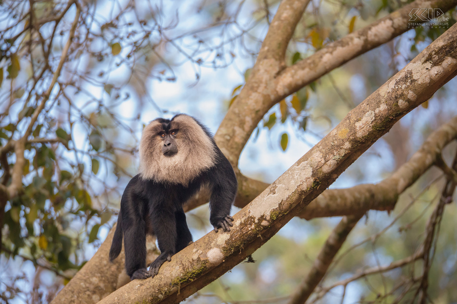 Valparai - Wanderoe De wanderoe, baardaap of leeuwenstaartmakaak (Lion-tailed macaque, Macaca silenus) is een bedreigde apensoort die je nog kan terugvinden in de bossen van de theeplantages in Valparai. Stefan Cruysberghs